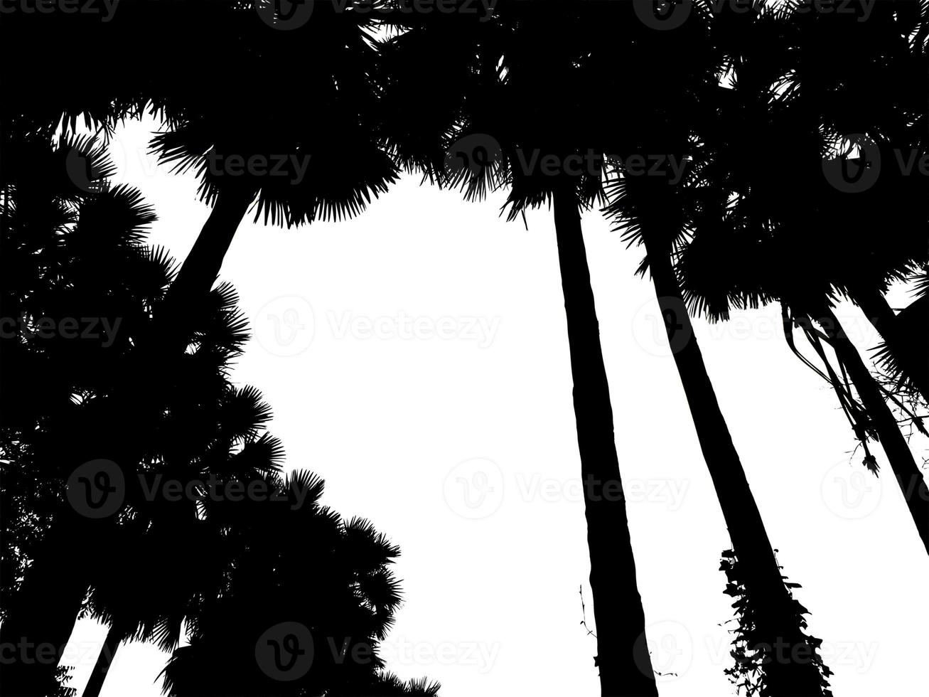 silhouette of palm trees High resolution tree landscape isolated on white background for print and web page with cut paths and alpha channels. photo