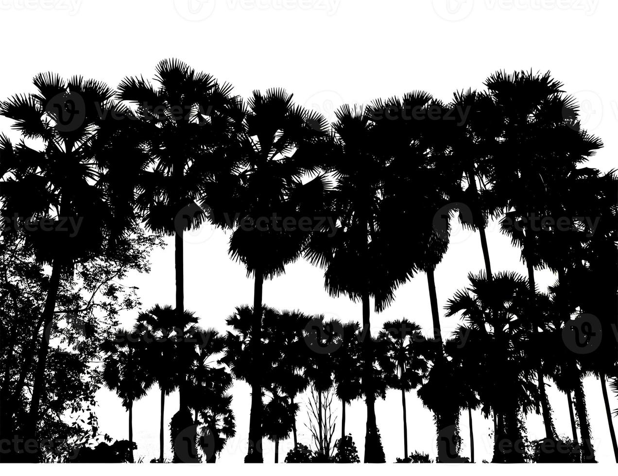 silhouette of palm trees High resolution tree landscape isolated on white background for print and web page with cut paths and alpha channels. photo