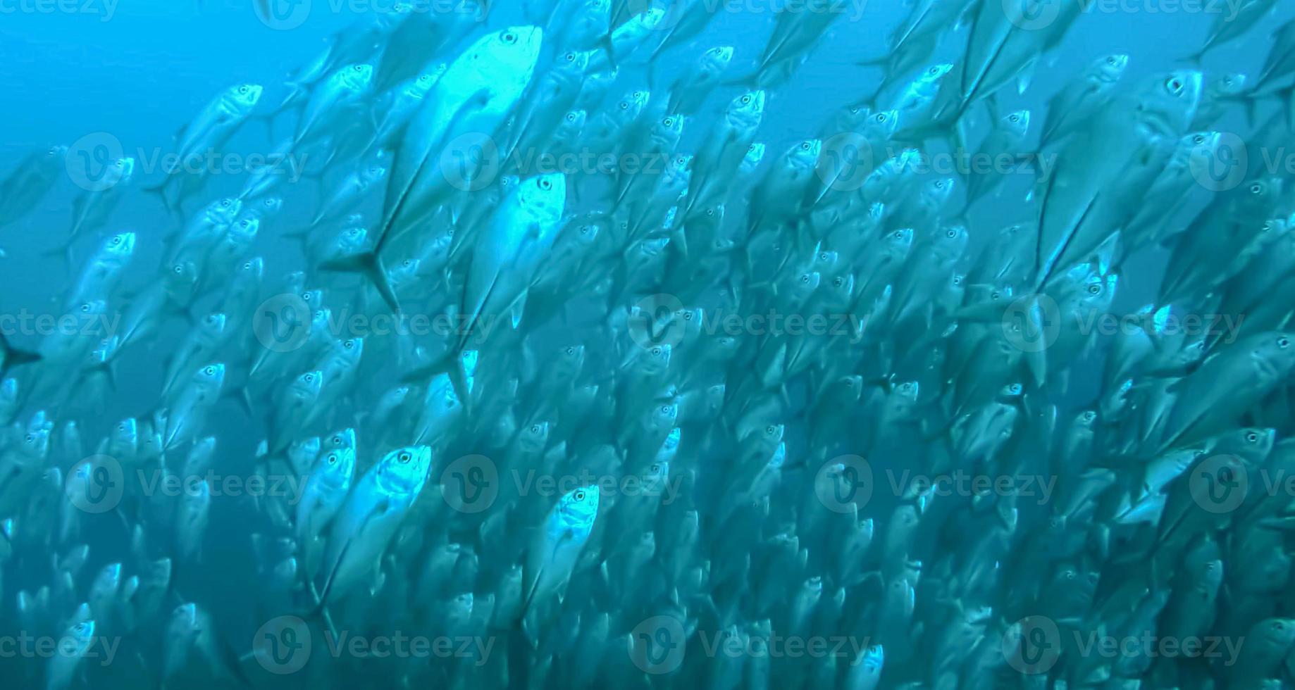 group of fish or school of fish at the ocean swimming in group on blue background photo