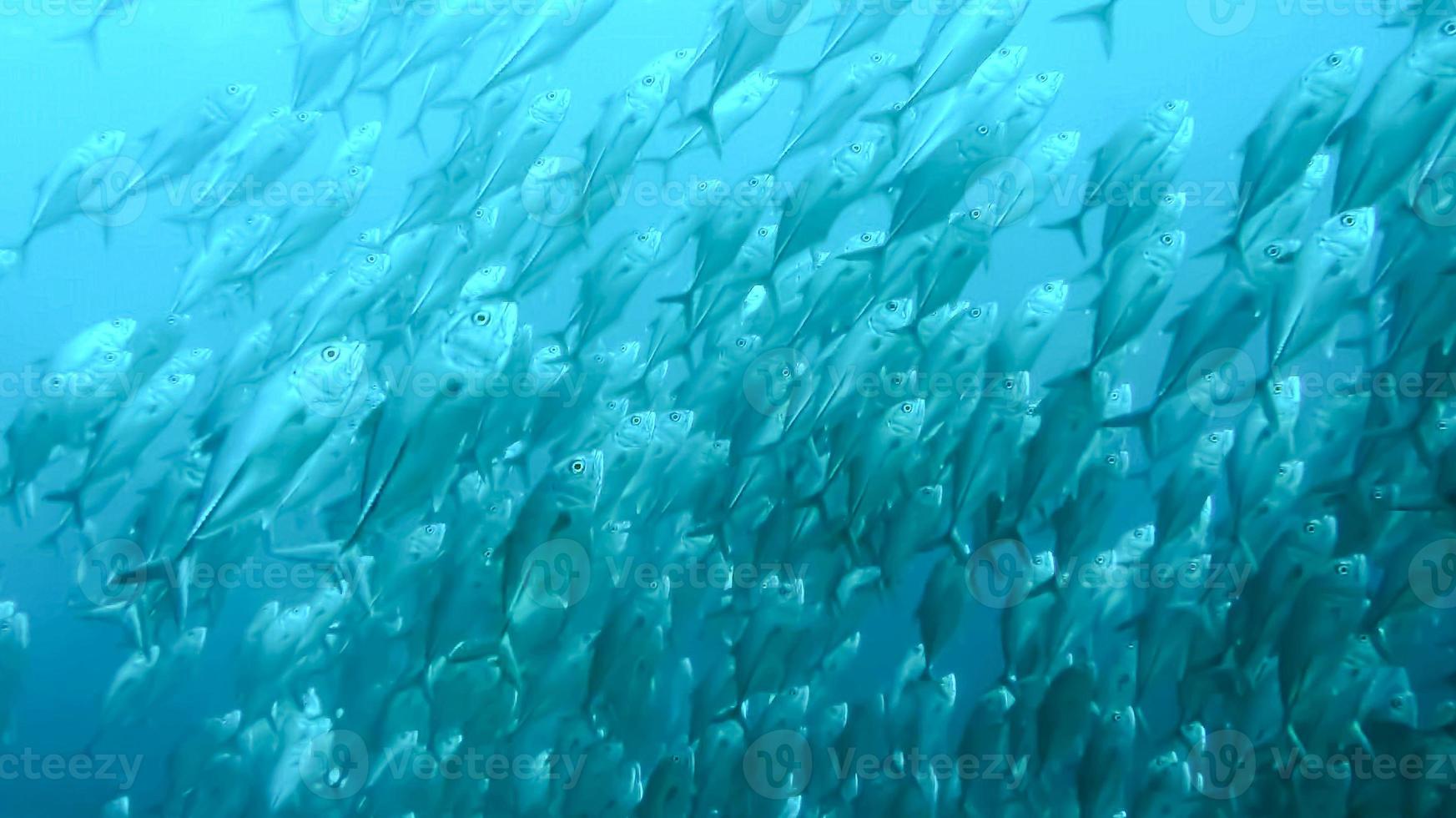 group of fish or school of fish at the ocean swimming in group on blue background photo