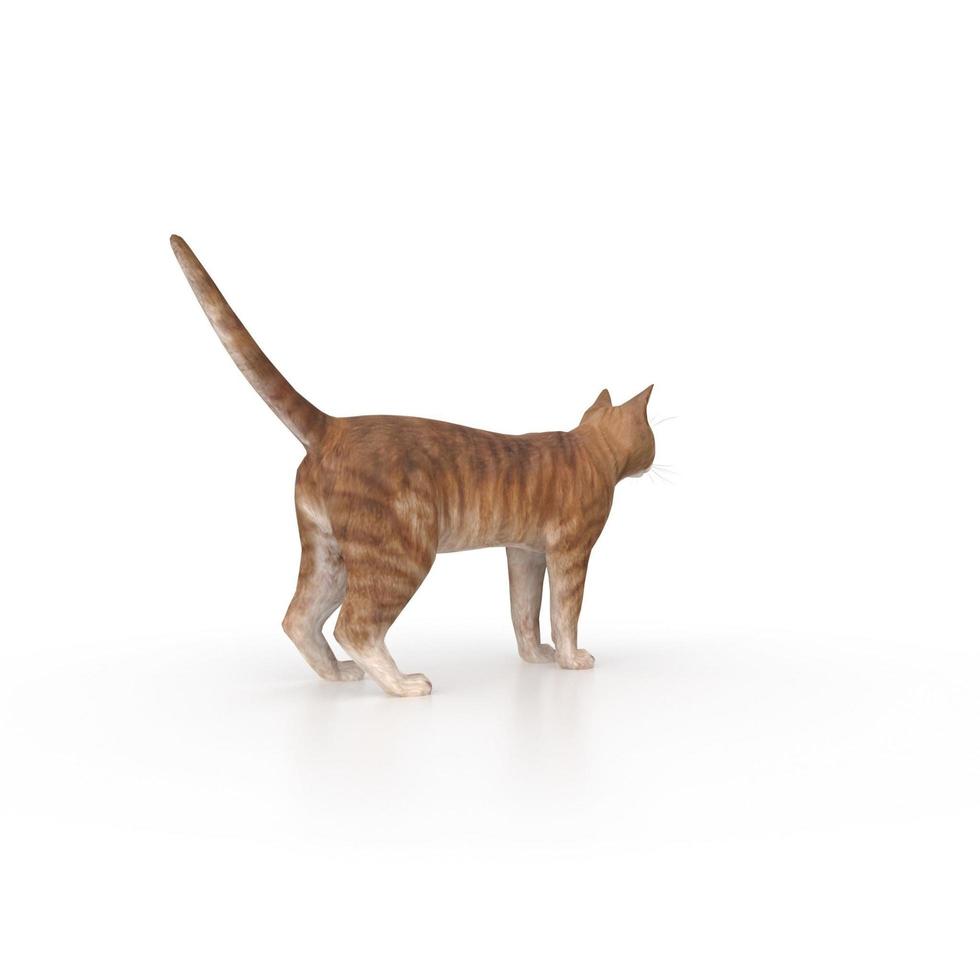 cat animal on a background photo