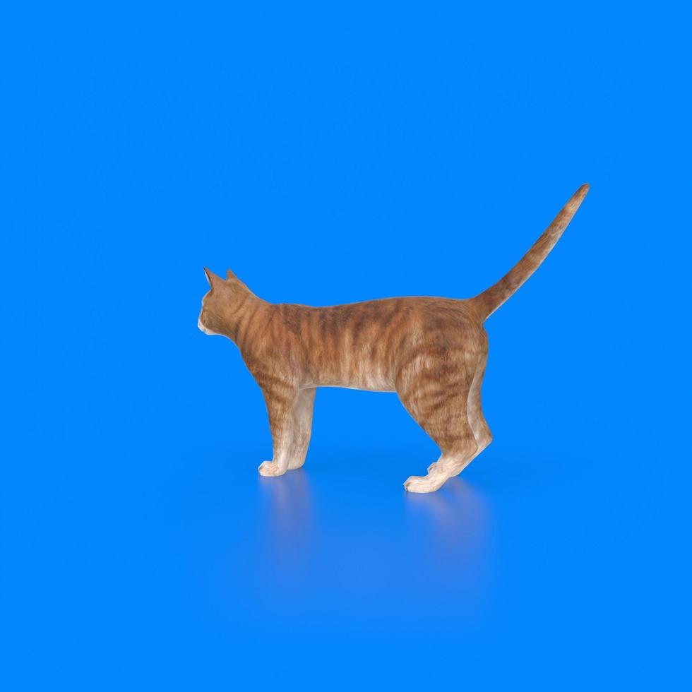 gato animal sobre un fondo foto