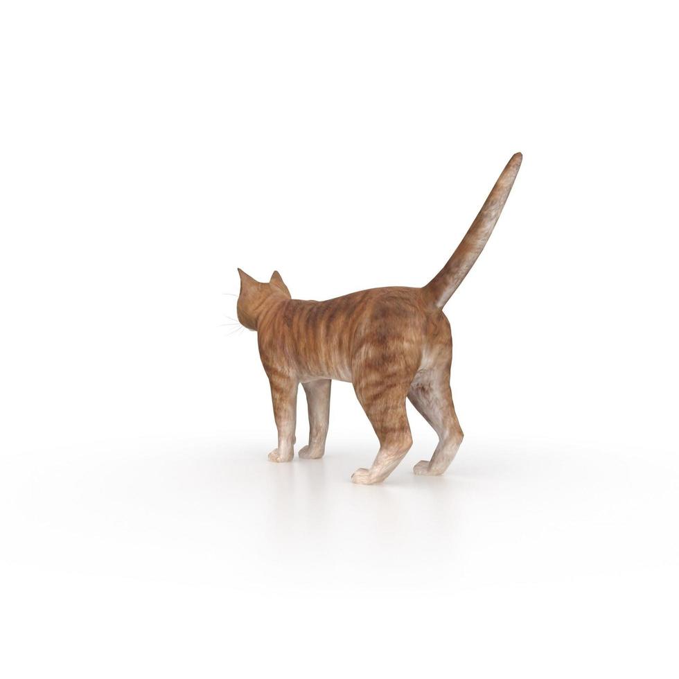 cat animal on a background photo