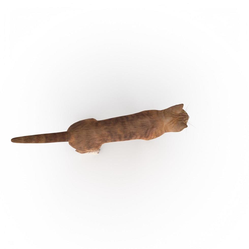 cat animal on a background photo