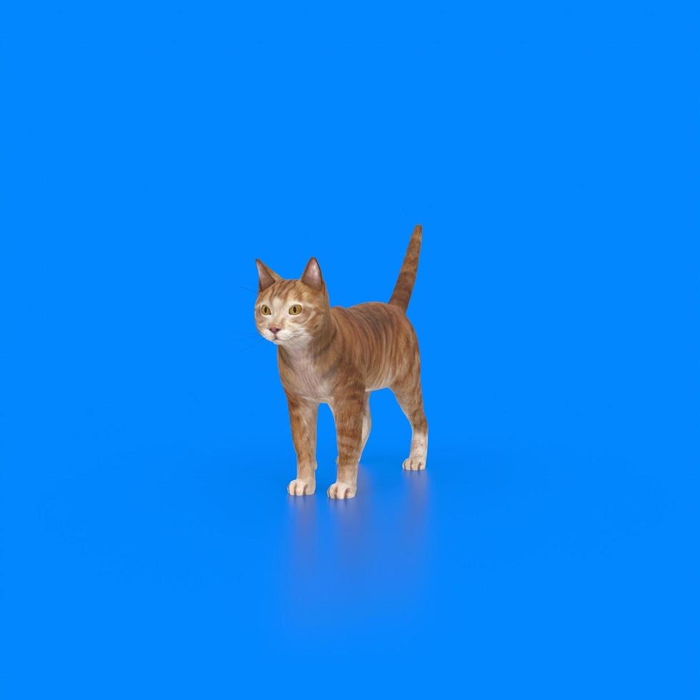 cat animal on a background photo