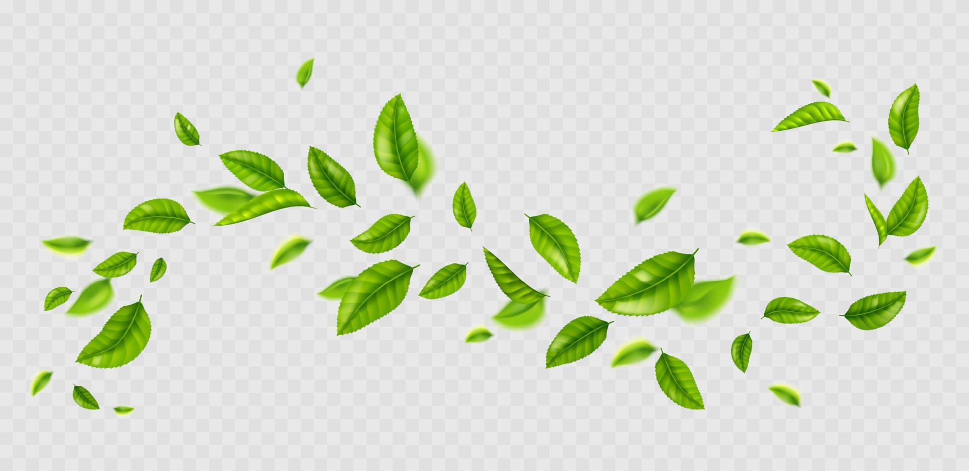 Fresh green leaves flying on wind vector