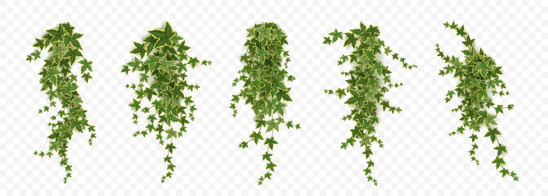 Realistic set of ivy vines hanging on wall vector