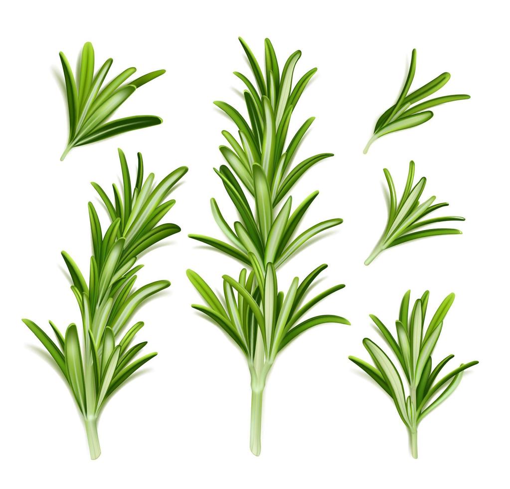 Rosemary plant, branches with green leaves vector
