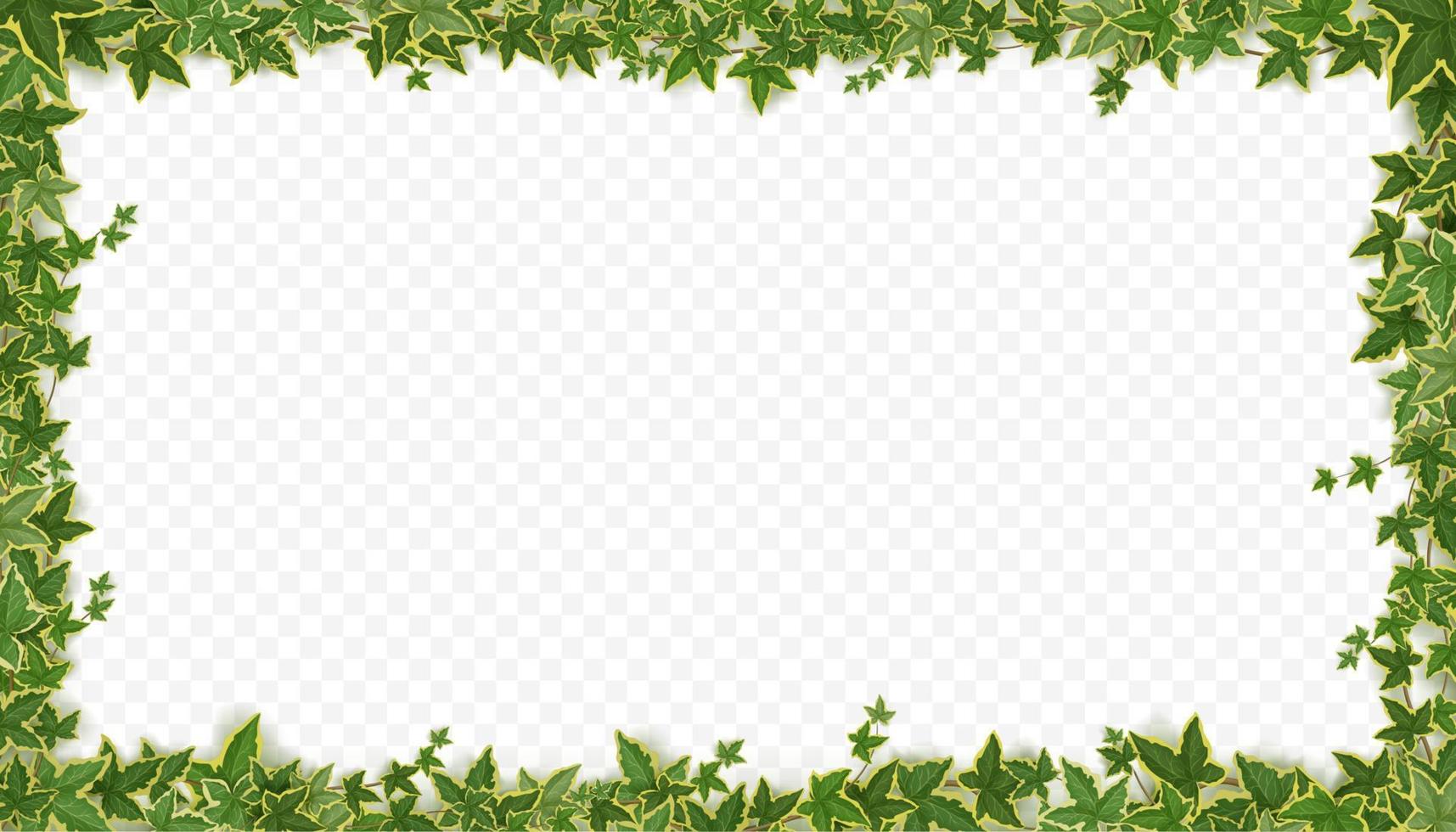 marco de enredaderas de hiedra con hojas verdes vector