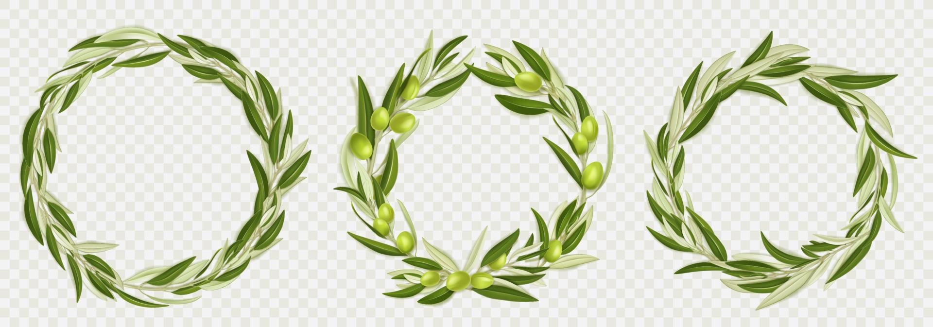 Wreaths of olive tree branches with green fruits vector