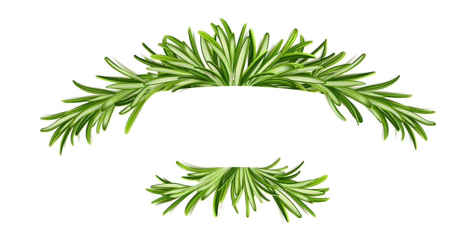 Rosemary banner, frame with green leaves, border vector