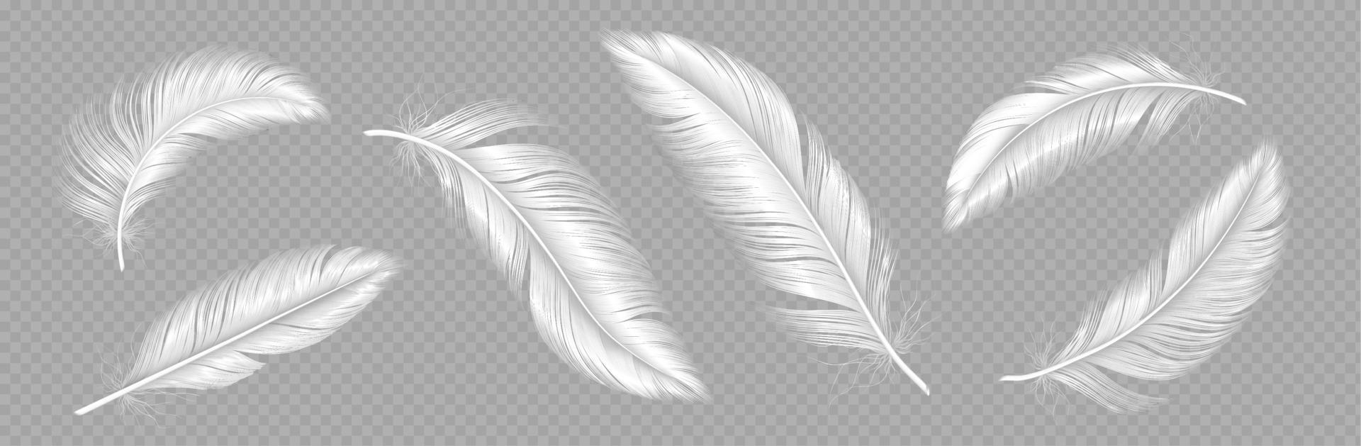 White soft feather, bird plumage set vector