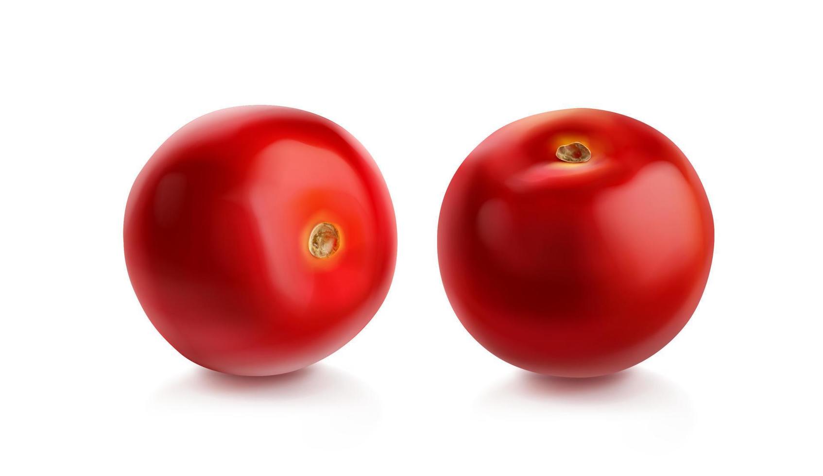 tomate cherry, tomates rojos vista diferente vector