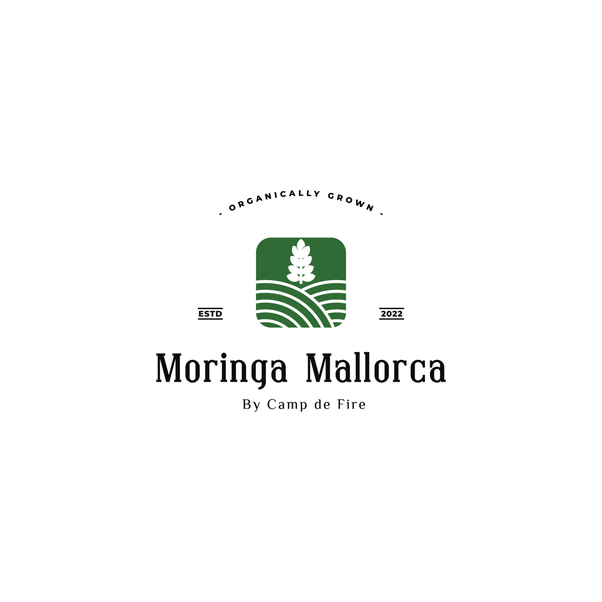 Moringa leaf logo design inspiration. Moringa plantation logo. 16968392 ...