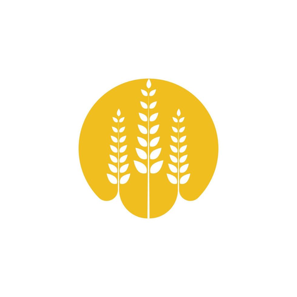 Agriculture wheat vector