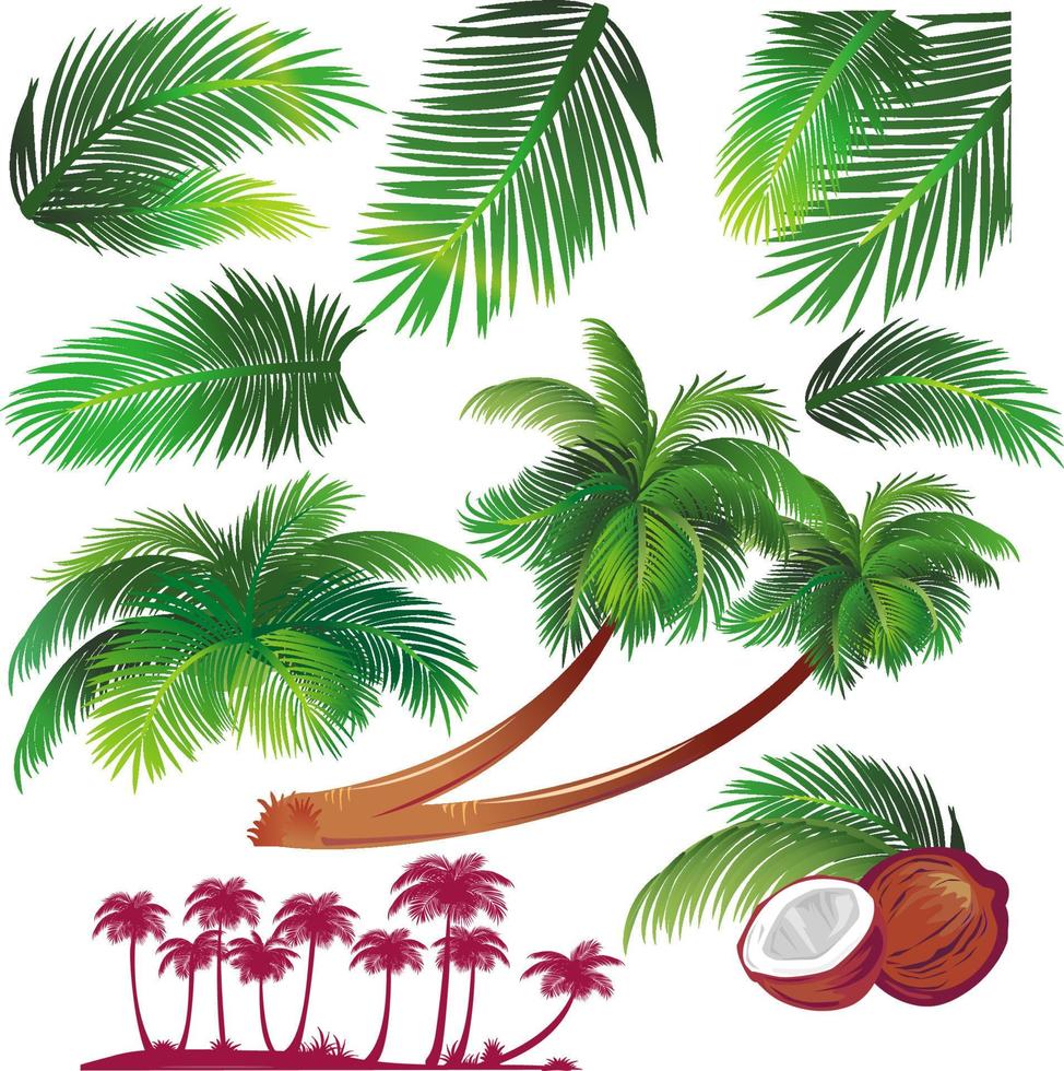 conjunto de hojas de palmeras tropicales vector