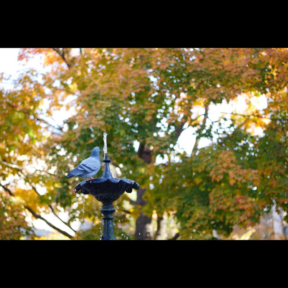 Pigeons in Fountain photo