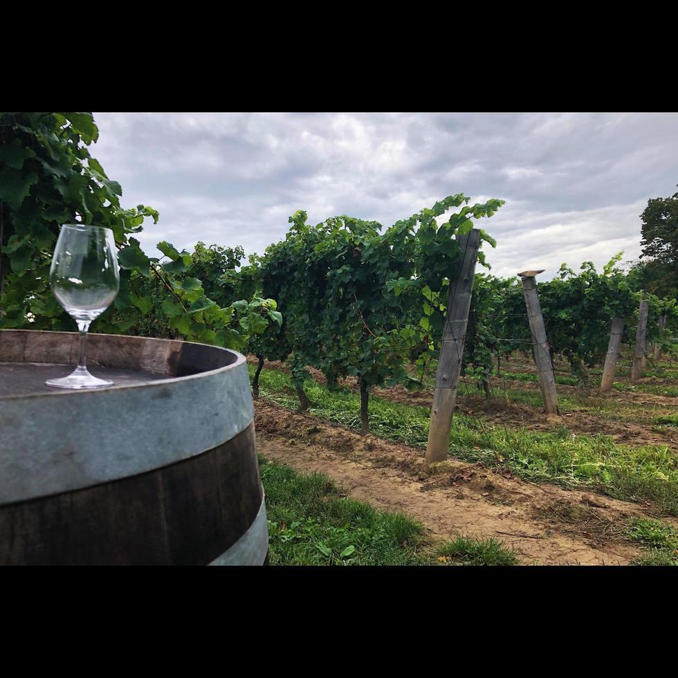 Wine Glass in Vineyard photo