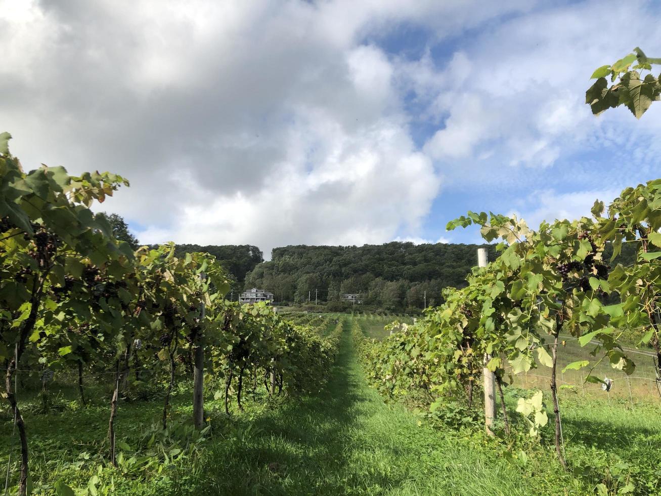 Between Rows in Vineyard photo