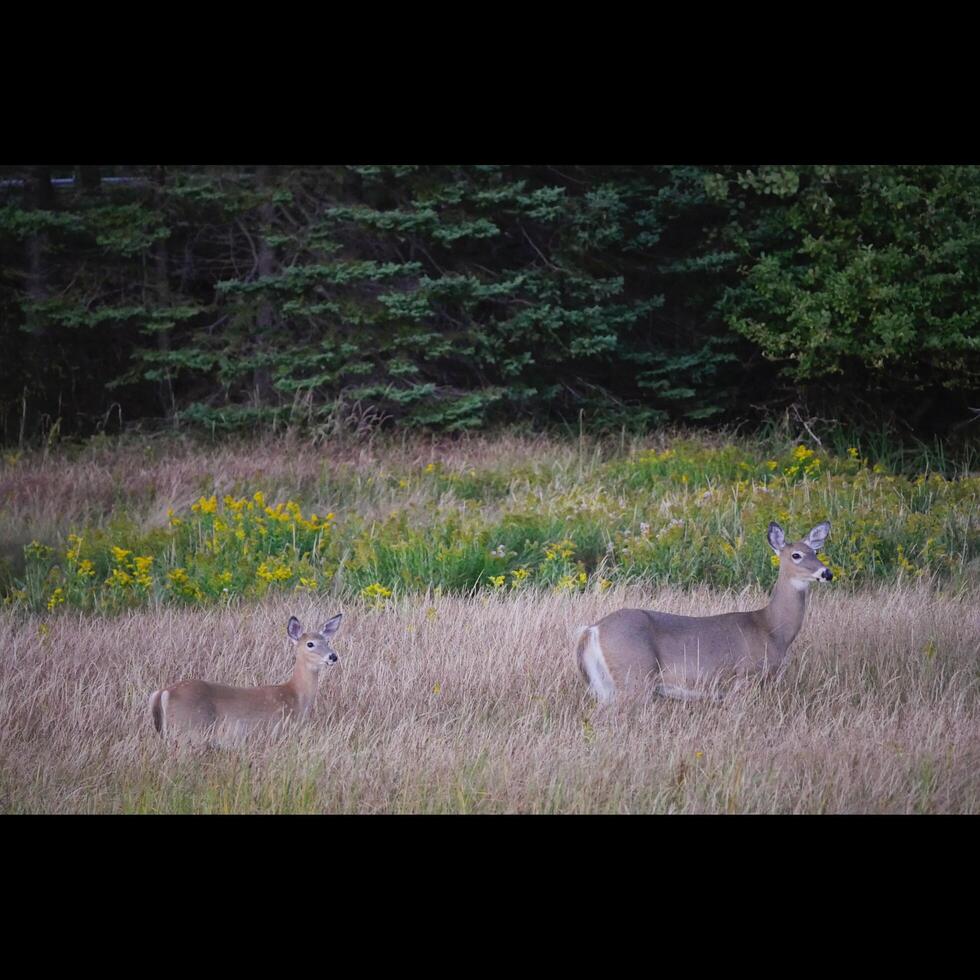 Deer in Field photo