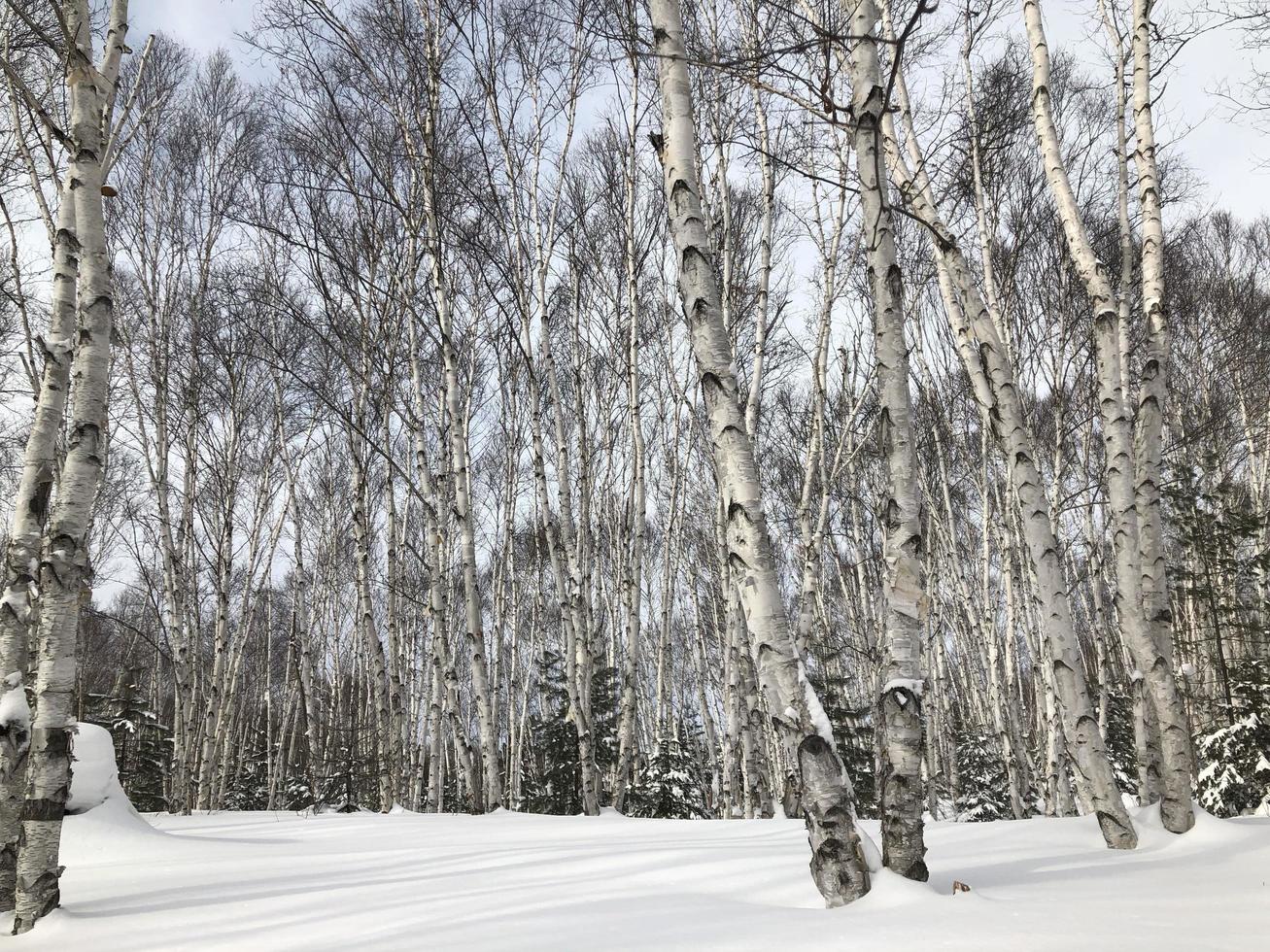 Birch Trees Winter photo