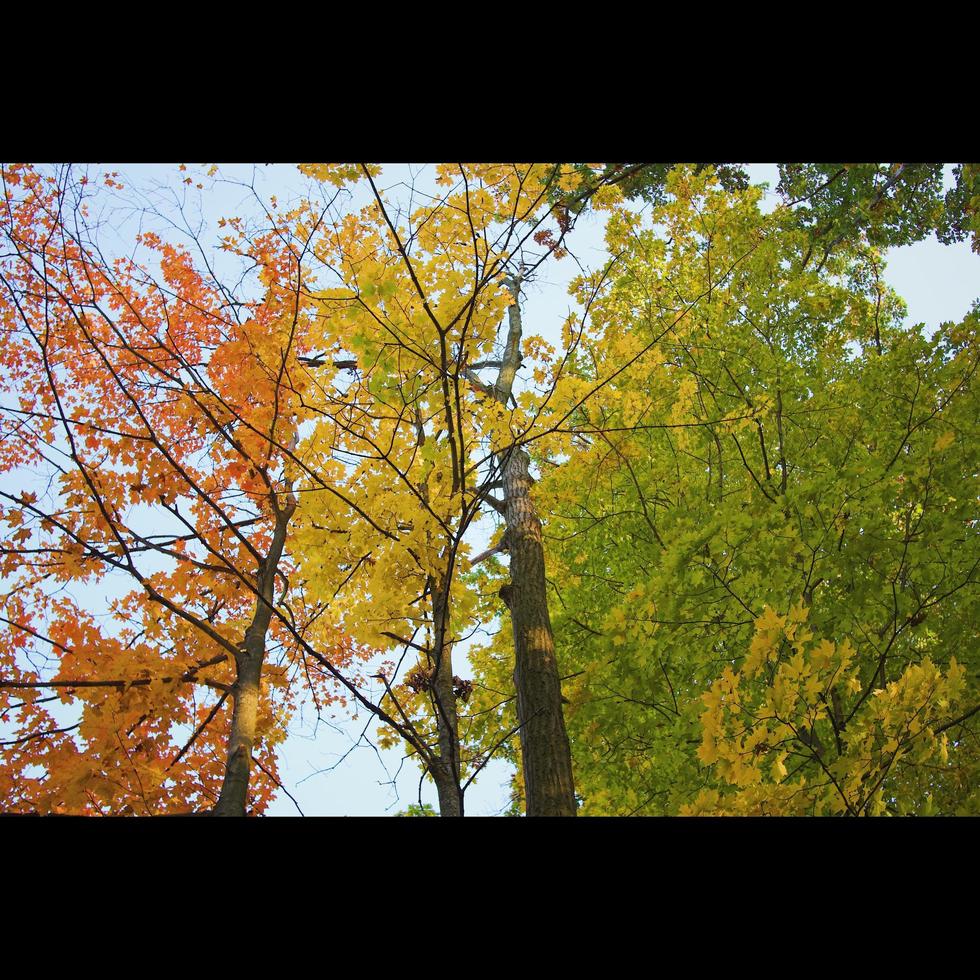 Fall Color Trees photo