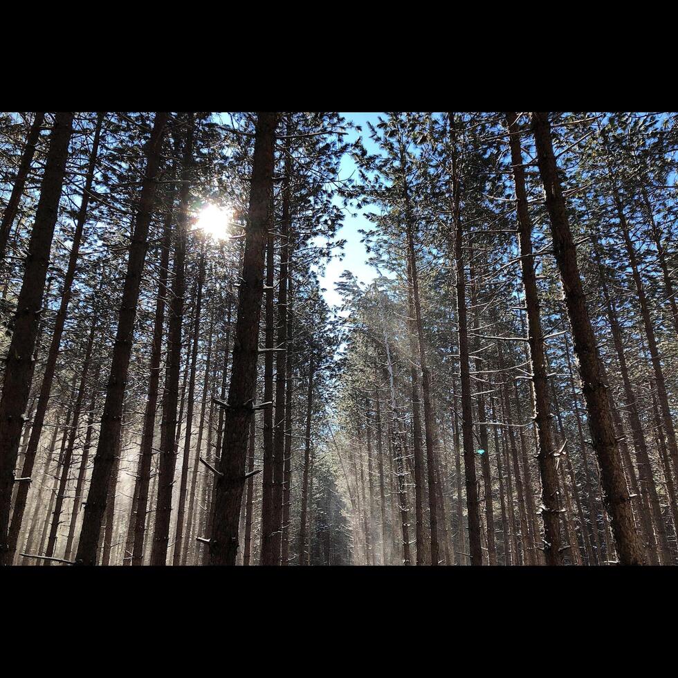 Sun Through Trees photo