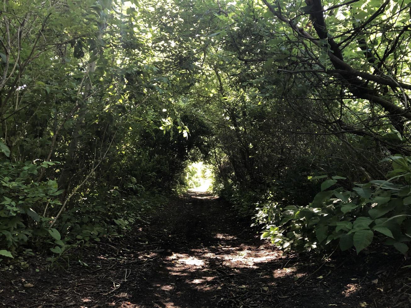 Hiking Trail Overgrown photo