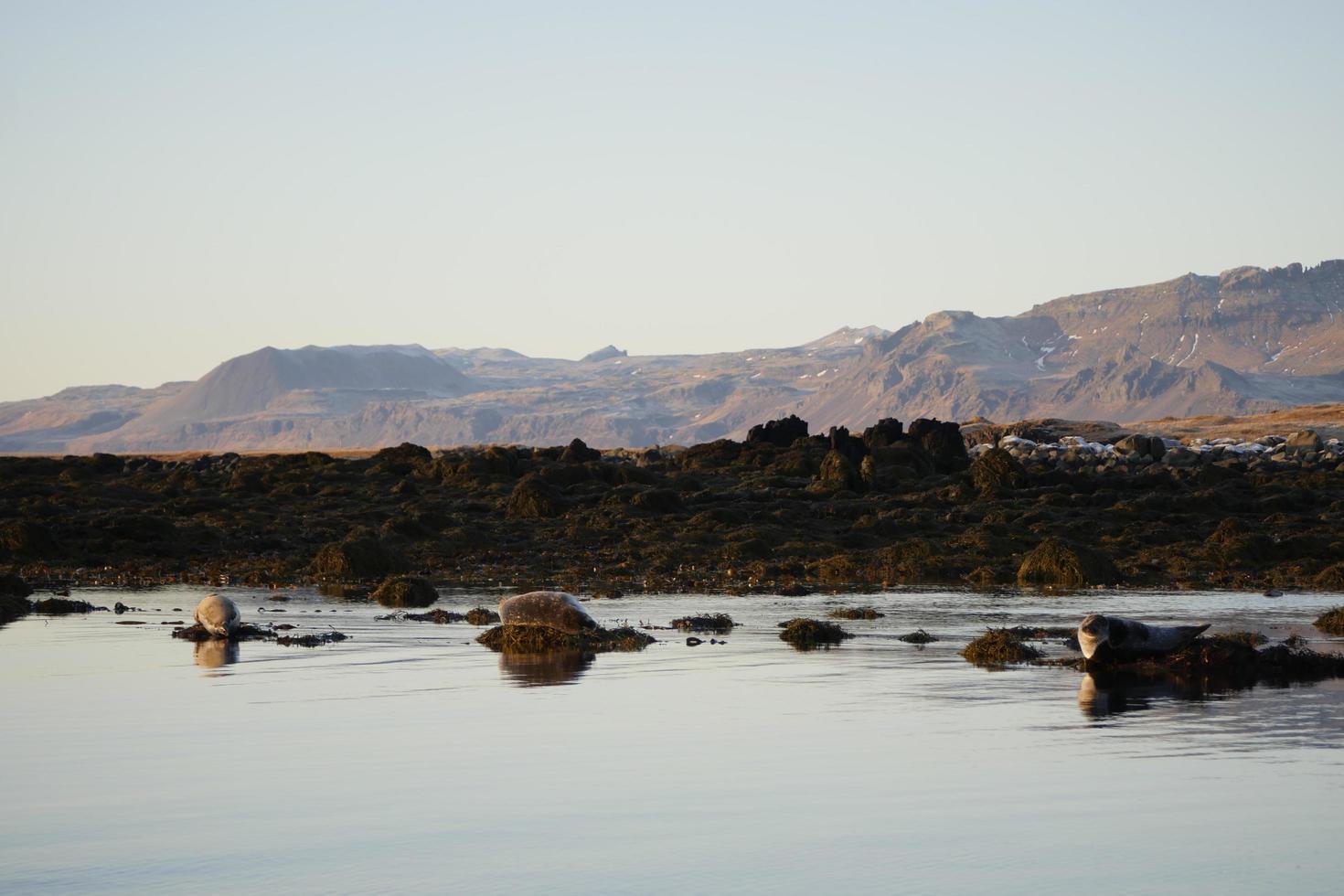 Seals Sunbathing Iceland photo