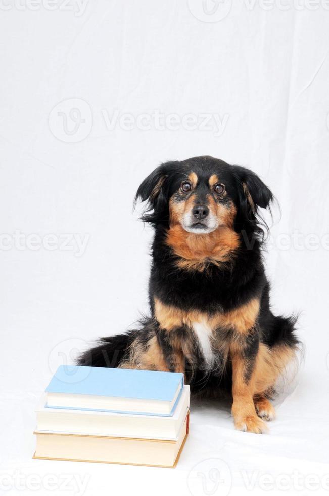 Cute dog with books photo