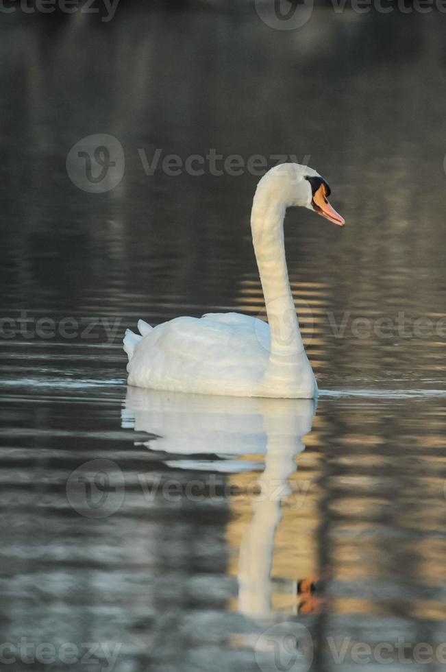 hermoso cisne nadando foto