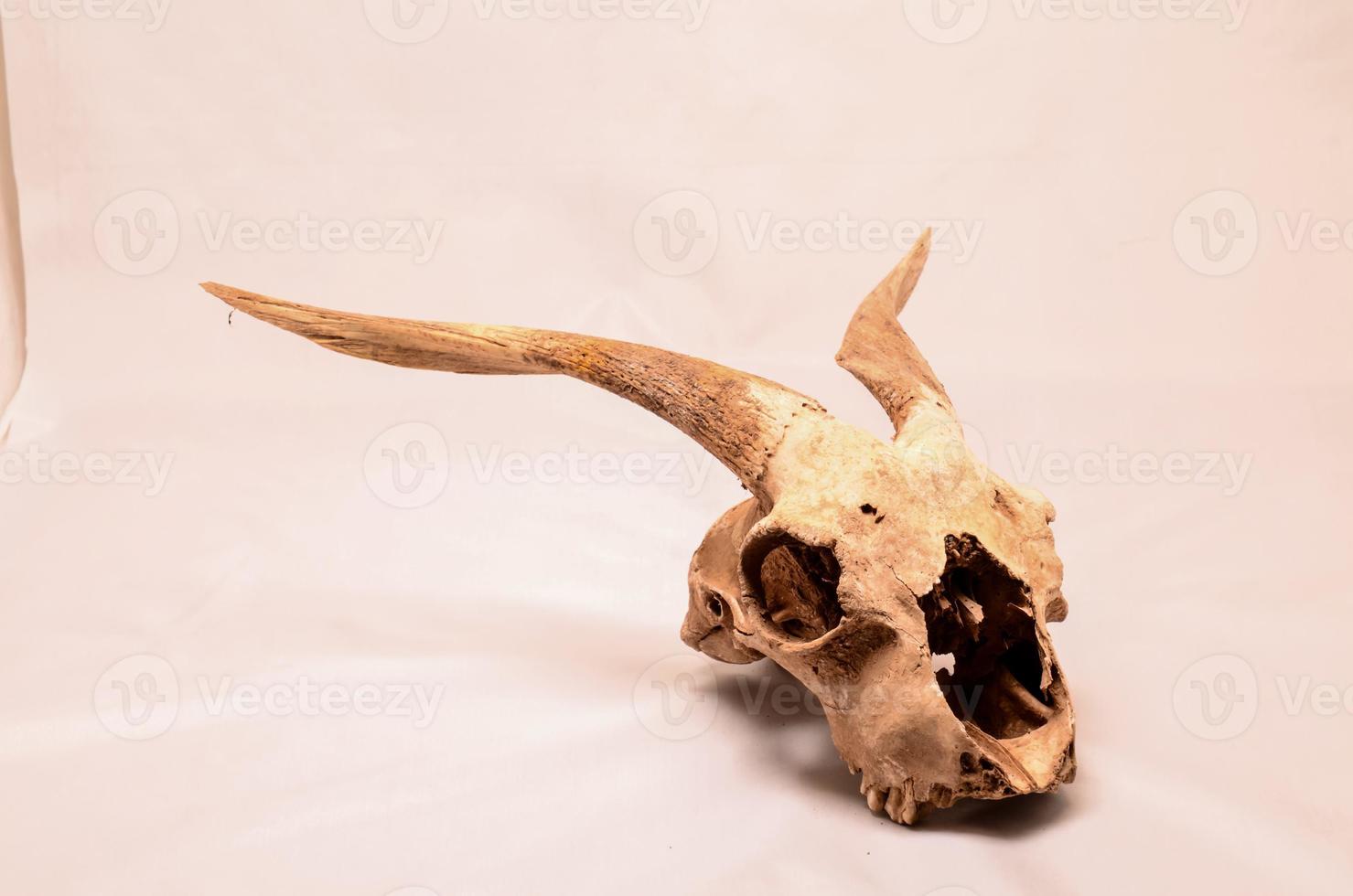 Ram skull close-up photo
