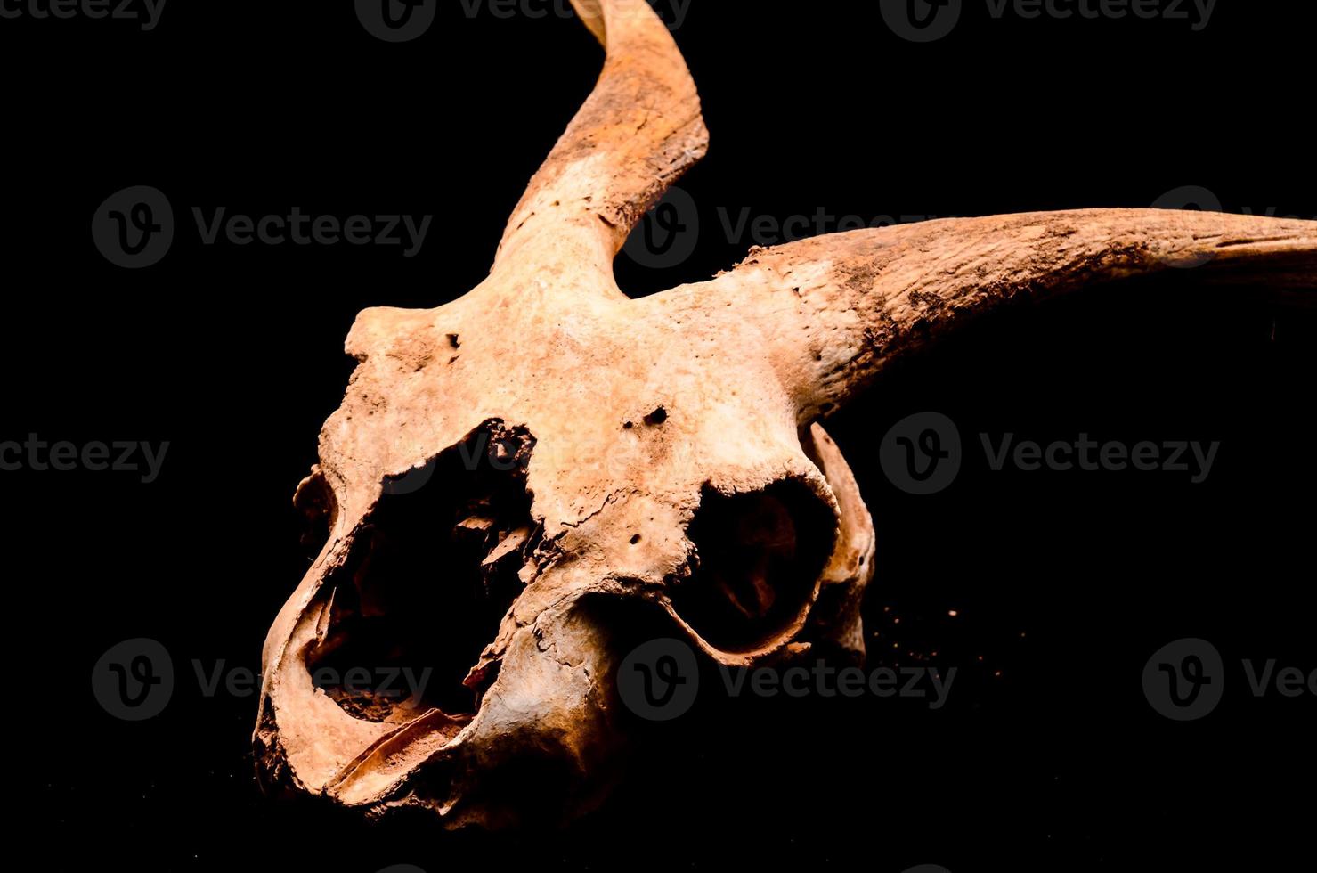 Ram skull close-up photo