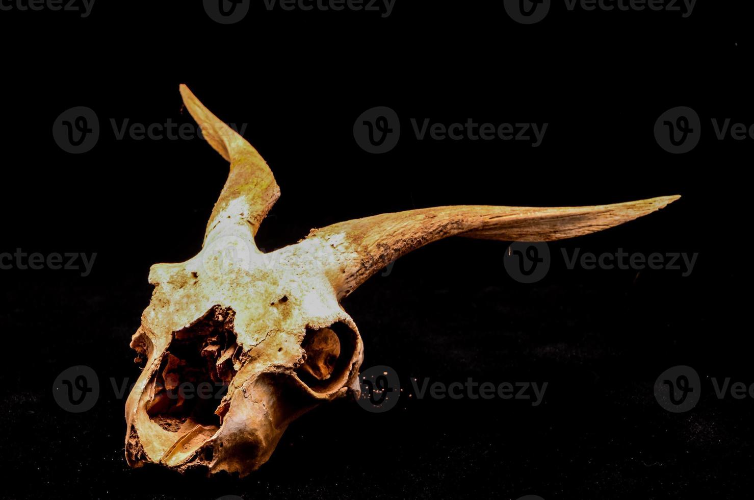 Ram skull close-up photo