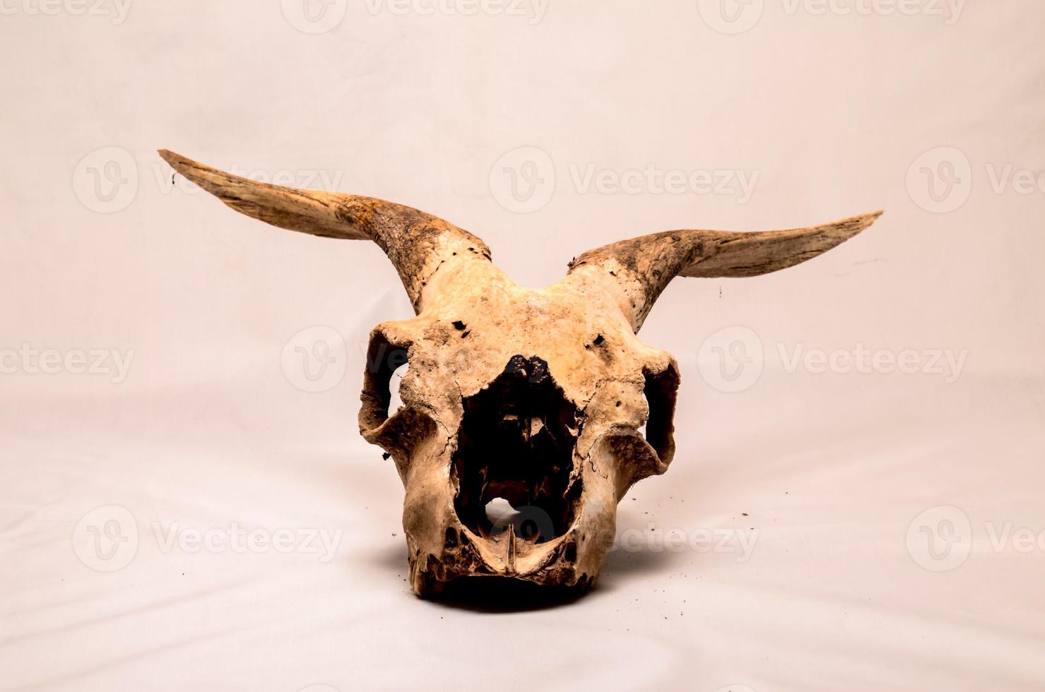 Ram skull close-up photo