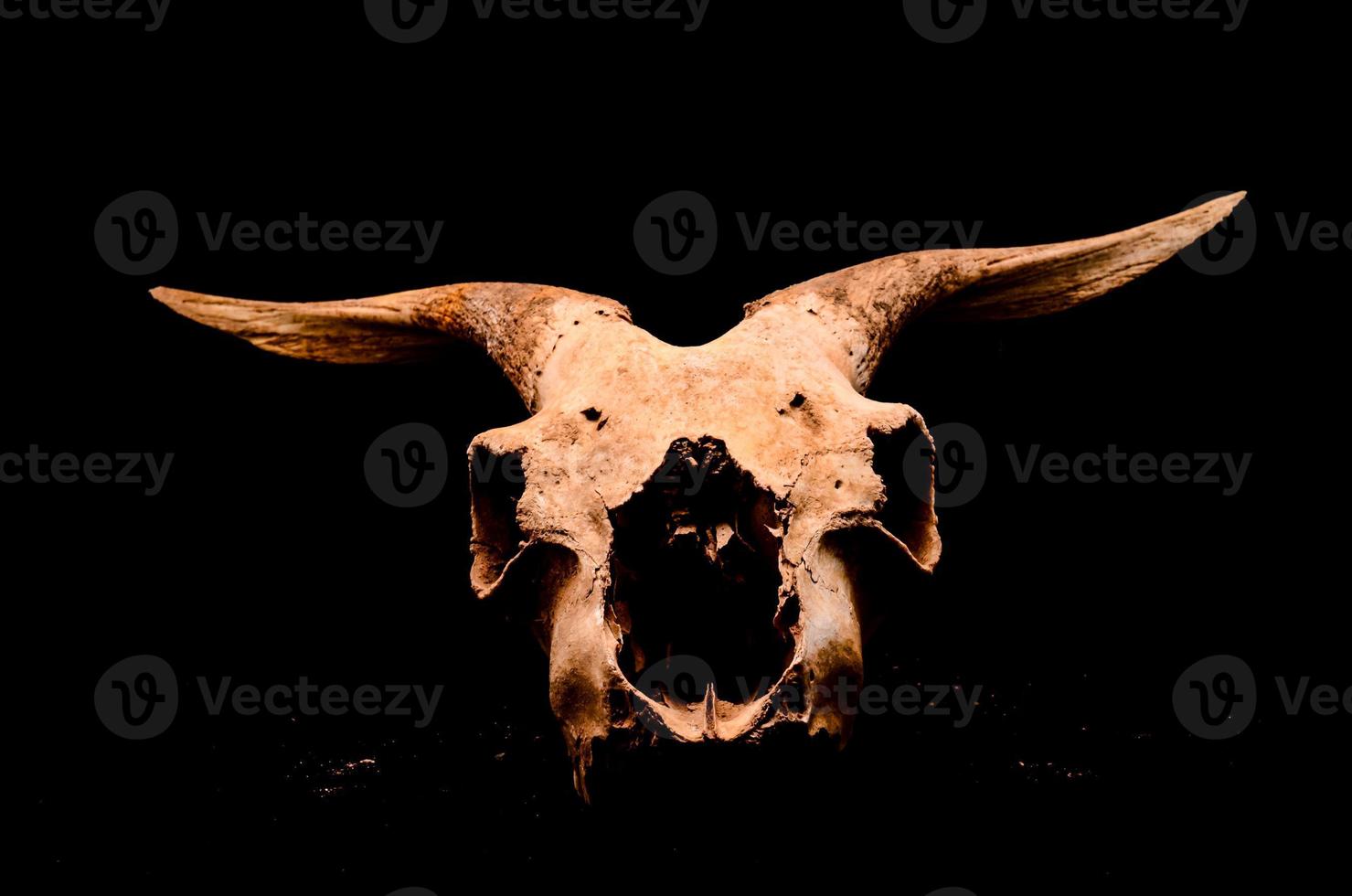 Isolated ram skull photo