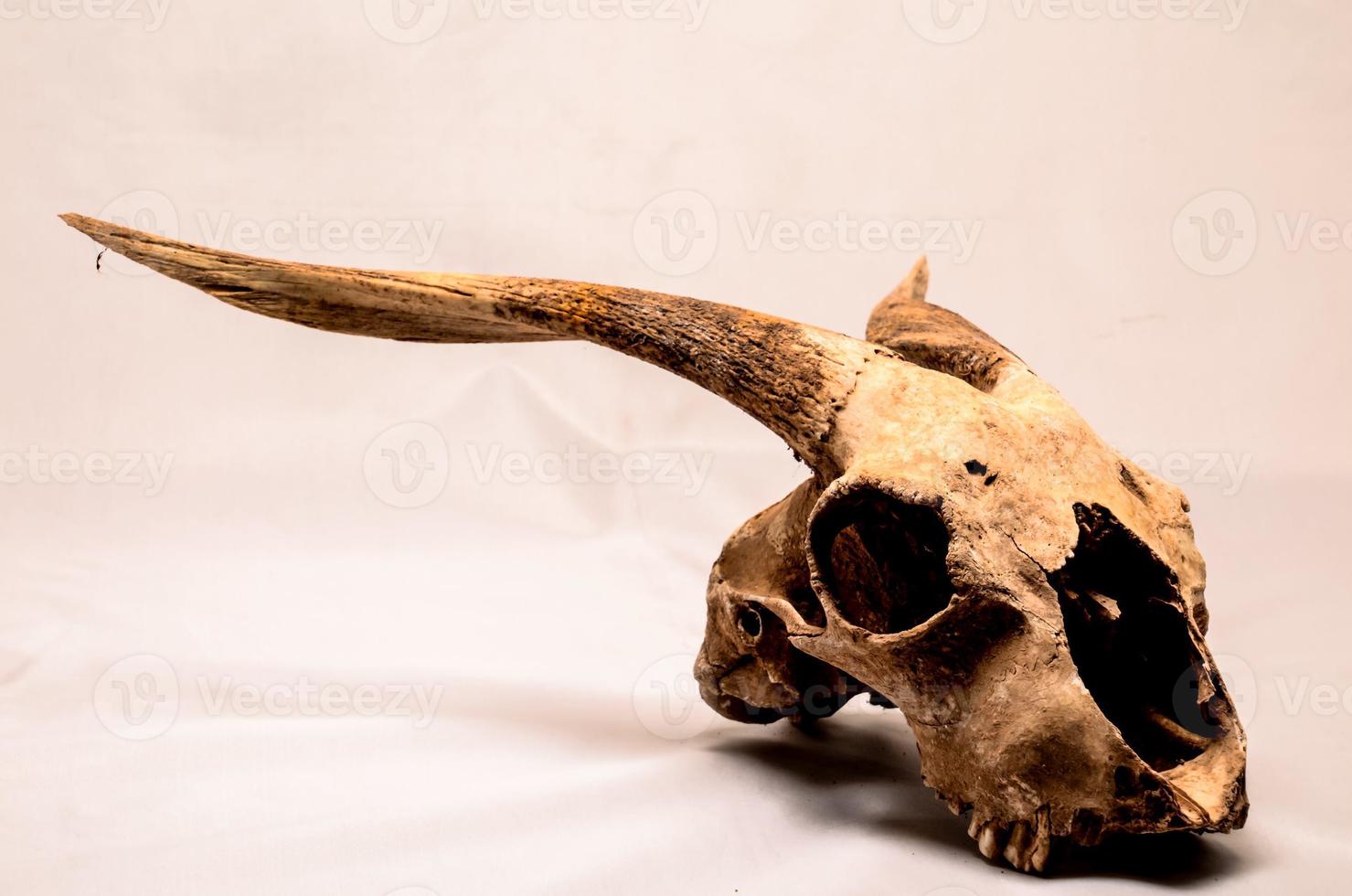 Isolated ram skull photo