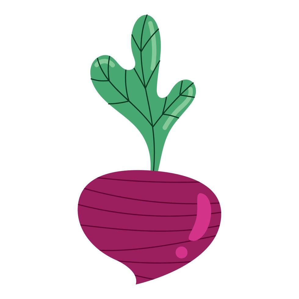 fresh beet vegetable vector