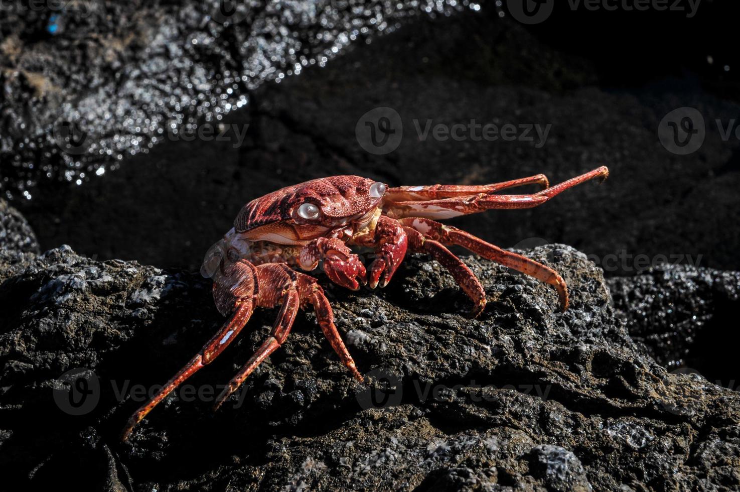 Orange Crab on the rocks photo