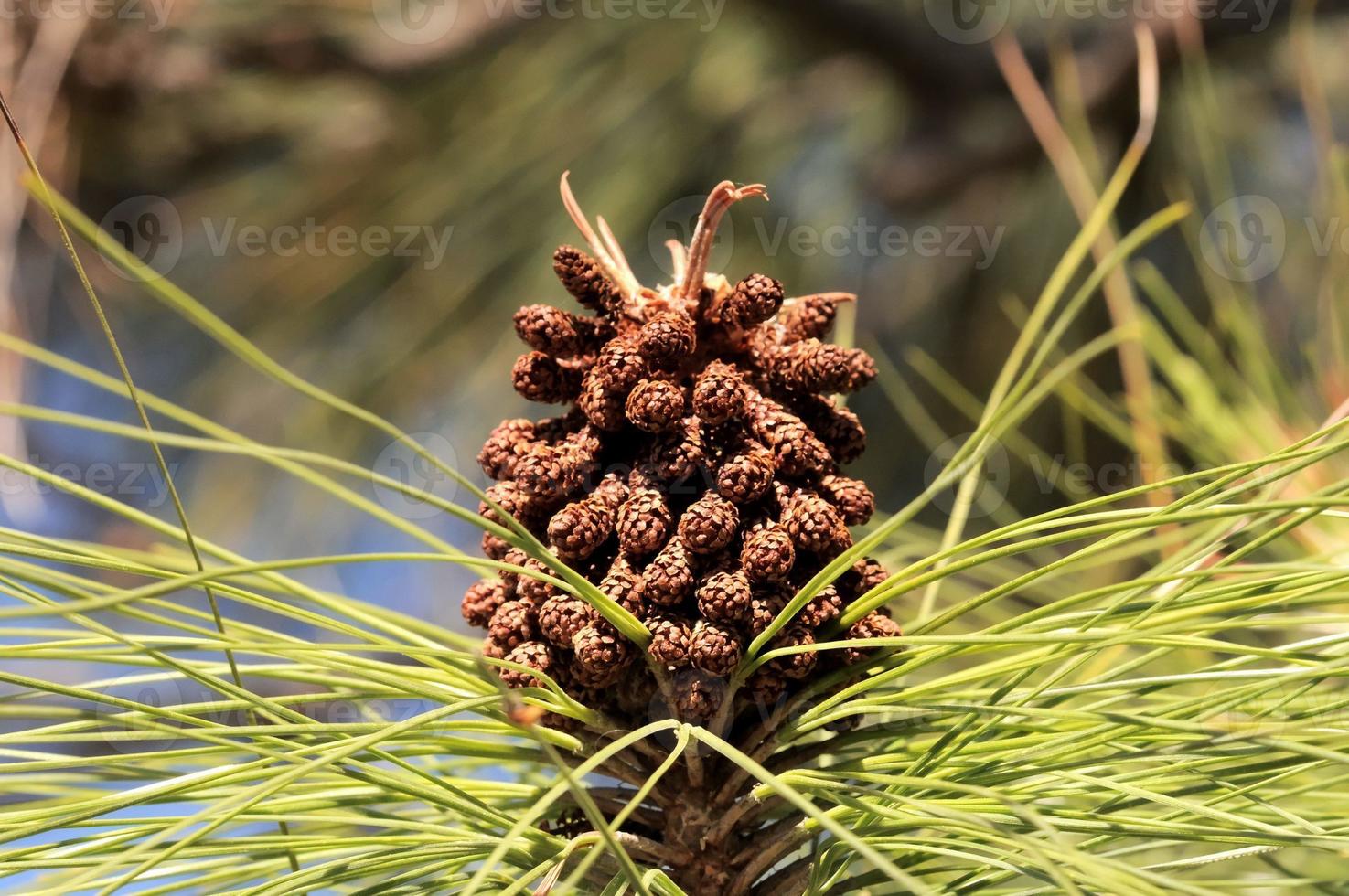 Pine Cone Close-up photo