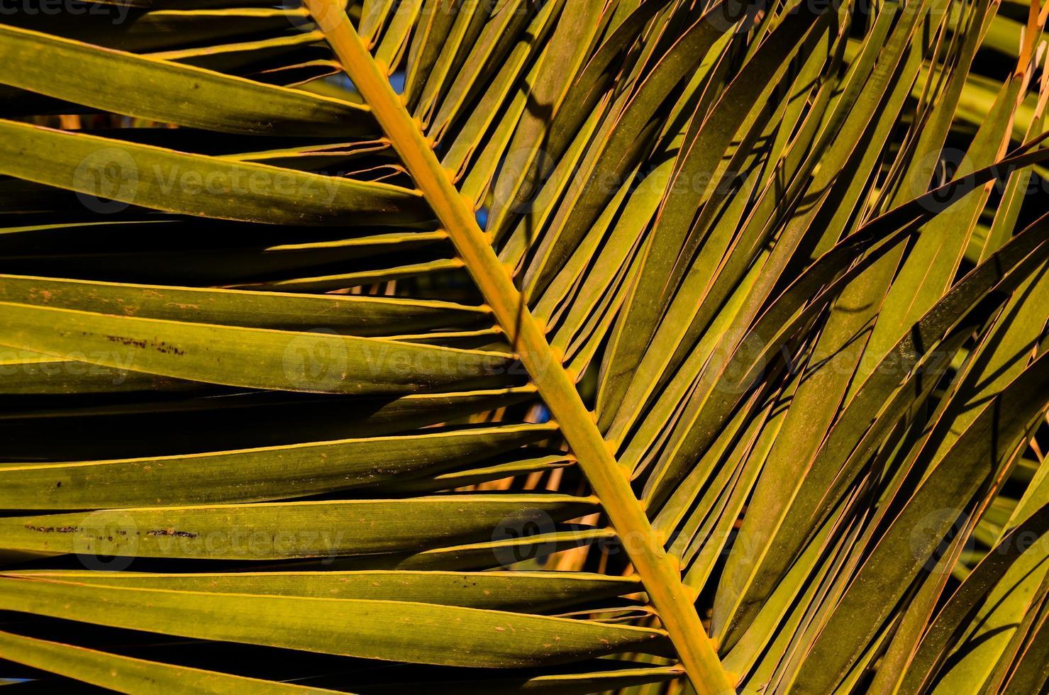 primer plano de textura de hoja pal foto