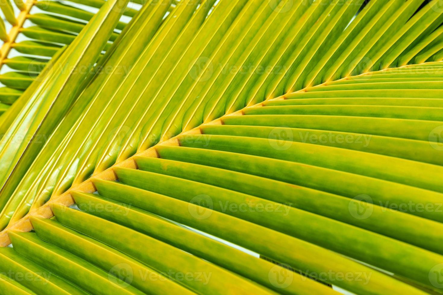 rayas de hoja de palma, fondo de textura verde abstracto, tono vintage foto