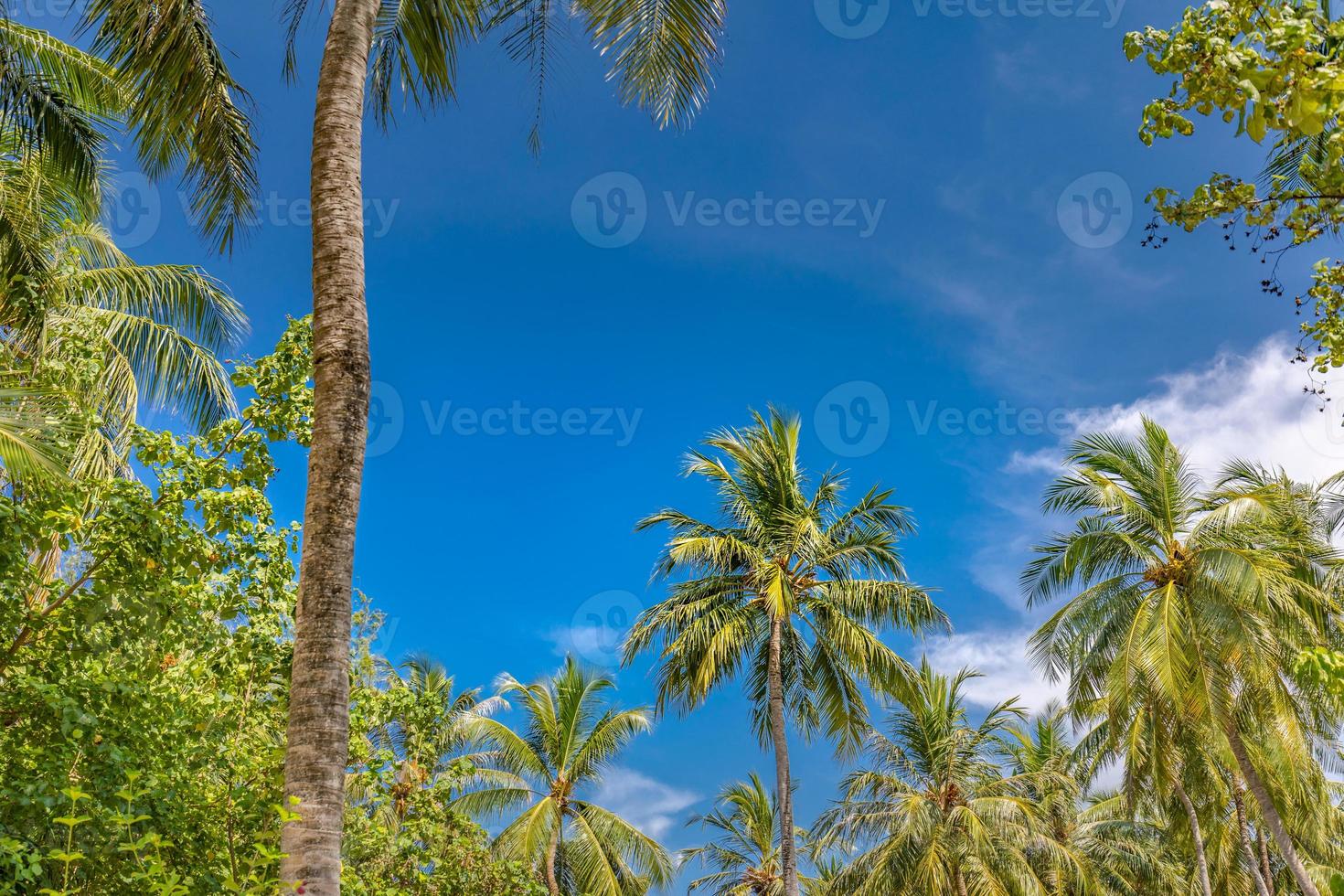 Palm trees against blue sky, palm trees at tropical coast, stylized, coconut tree, summer tree. Boost up colors process. Beautiful tropical nature banner template photo