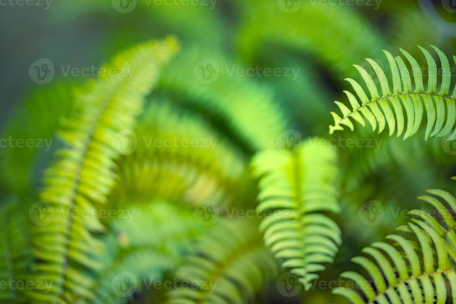 Beautiful fern leaves green foliage natural floral fern background in sunlight. Tropical nature environment. Perfect green ecology concept photo