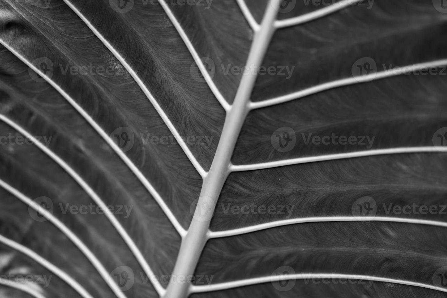 Artistic black and white concept of palm leaves with rain drops and soft sunset sunlight, bright dramatic nature with copy space. Black and white palm leaves photo