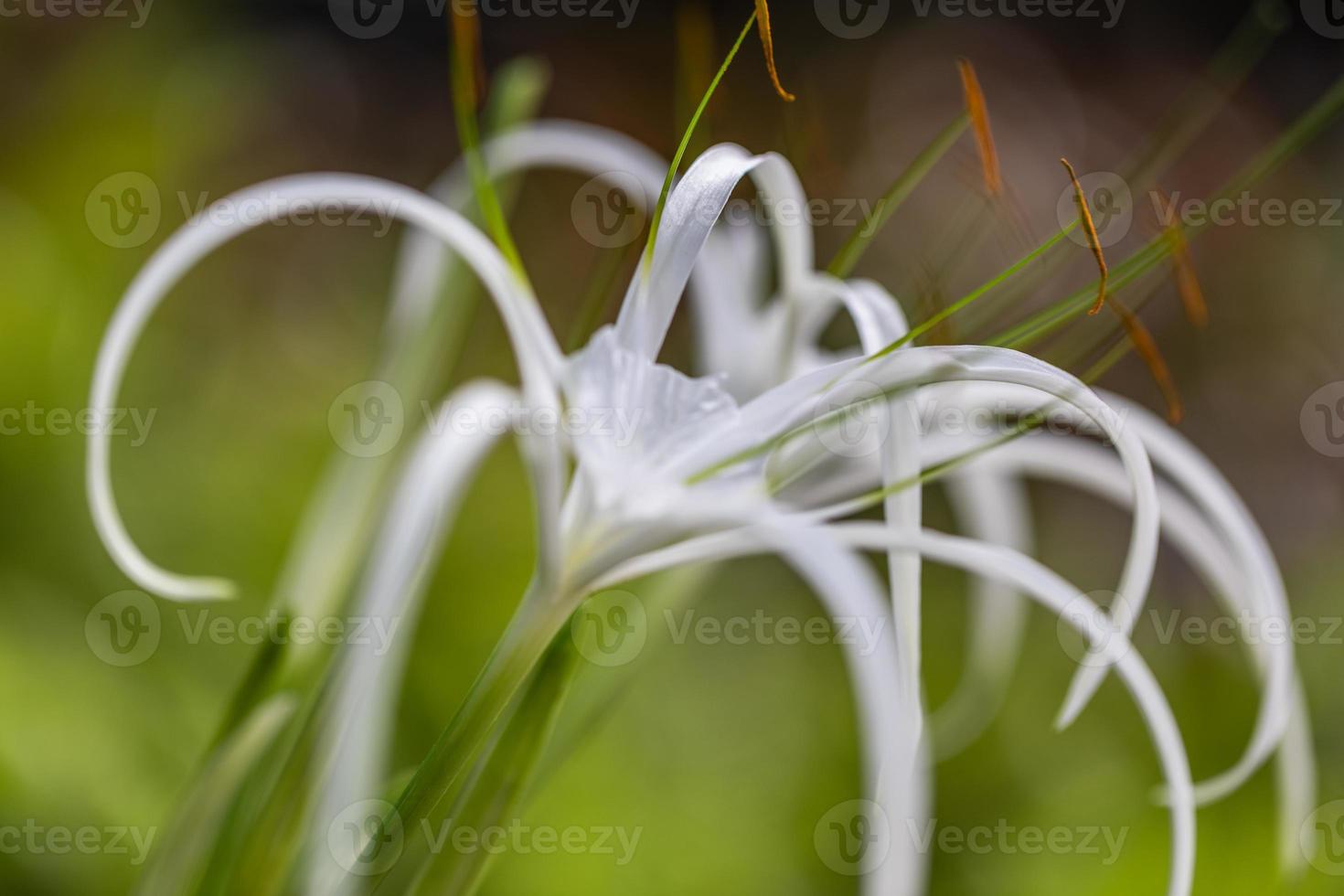 Artistic lily flowers on a blurred green background. Bright abstract floral background, exotic nature, tropical flower photo