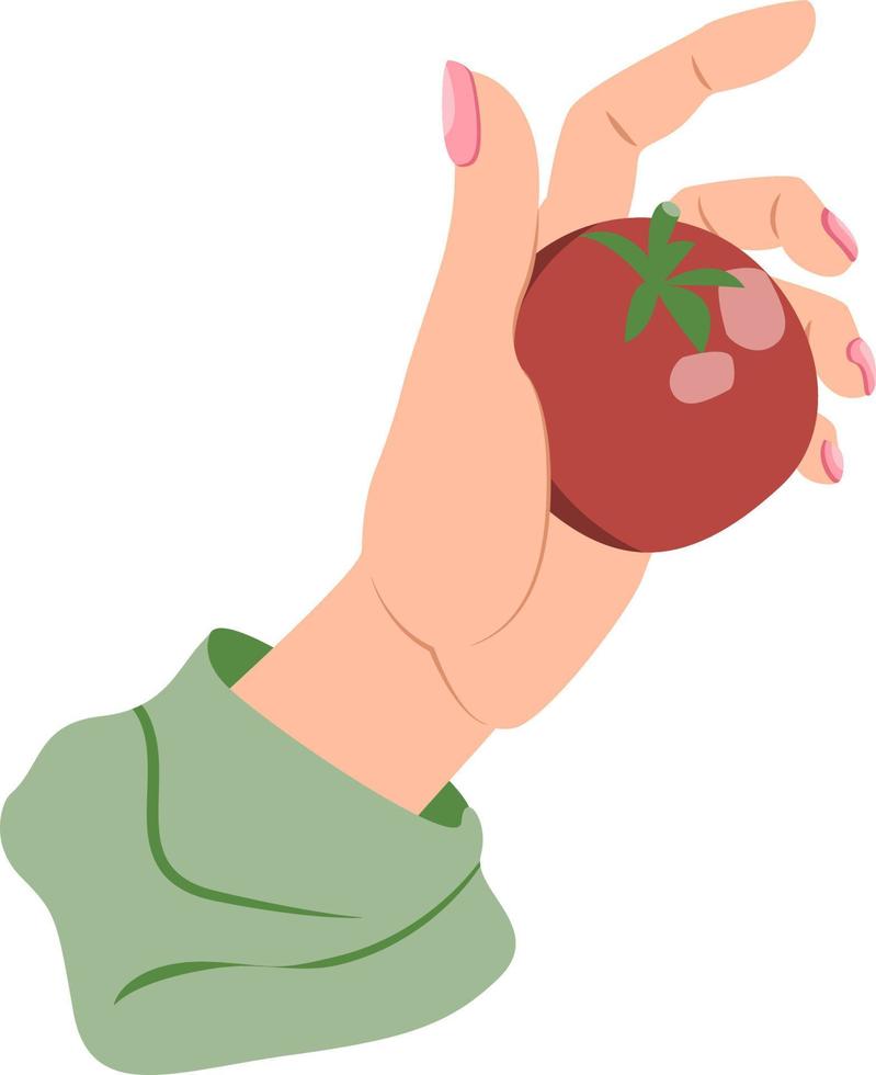 Beautiful female hand holding red tomato on open palm isolated on white background vector