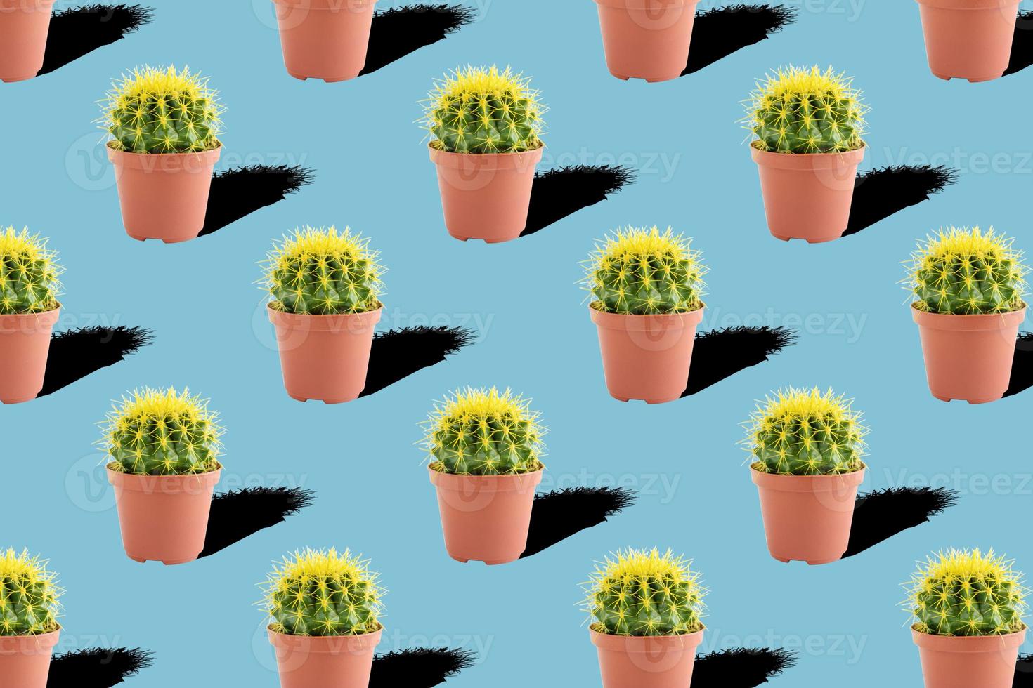 Seamless pattern with cactus on blue background photo