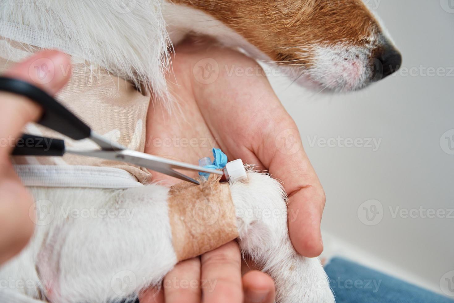 Dog with a bandaged catheter on his paw. Pet care photo