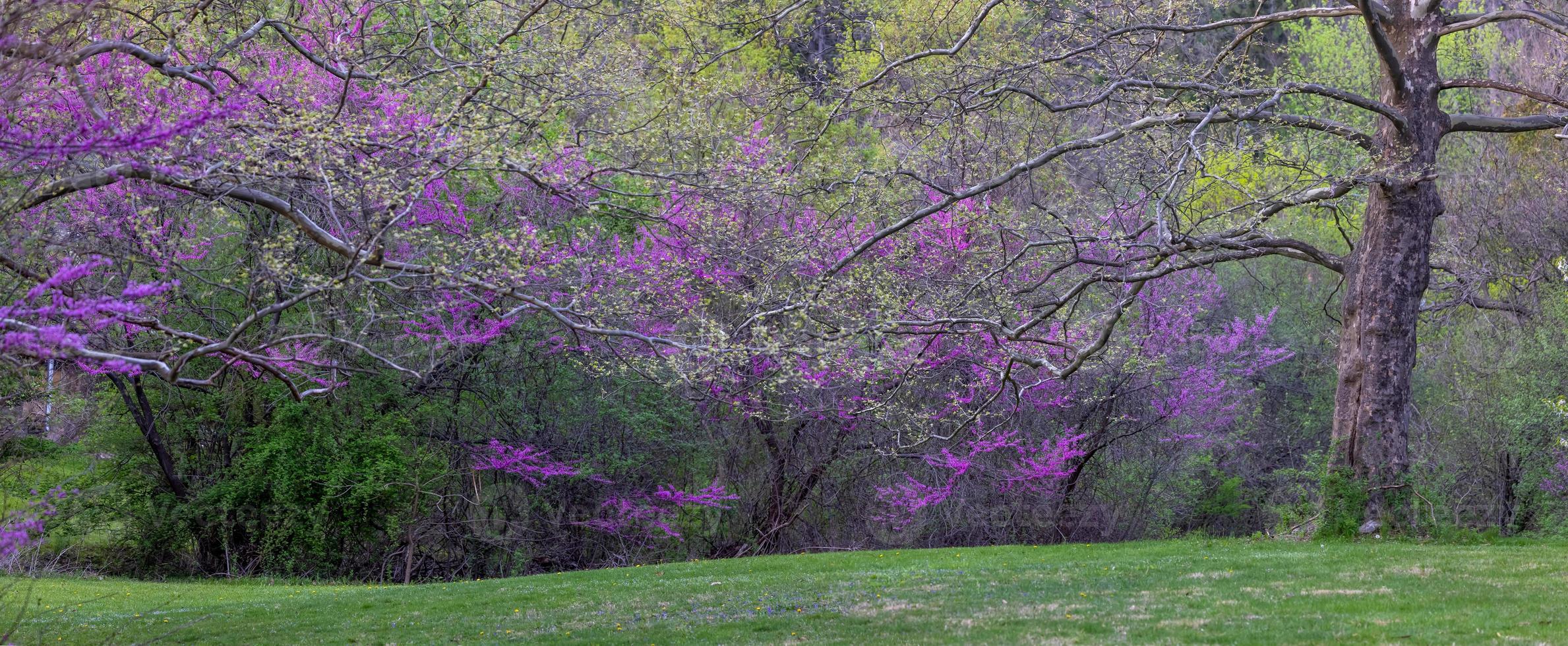 Panoramic view of Spring bloom on trees in Michigan countryside, selective focus photo